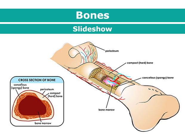 Our bones give our bodies shape, and support and protect our organs and systems.