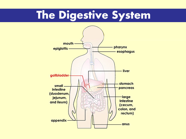 The gallbladder is a small pouch that stores bile. The gallbladder release bile into the duodenum to help digest fats in the food you eat.