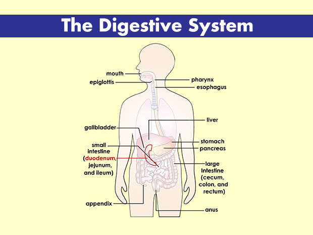 The word duodeni is Latin and means "12 each." The duodenum, the first part of the small intestine, was thought to be as long as the width of 12 fingers.