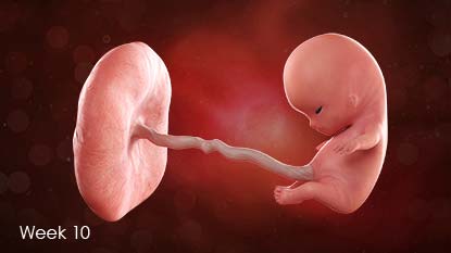 All of baby's vital organs have been formed and are starting to work together. Birth defects are unlikely to develop after this week.