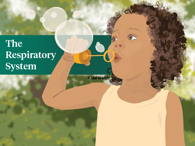 respiratorySystem_enSS