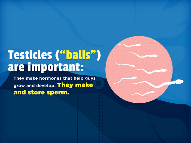 Talking to someone about your balls might be embarrassing. But if you have pain, you need to get help.

Doctors do a simple surgery to fix the torsion. For guys who catch the problem in time, that's the end of it. Even guys who lose a testicle can still have sex and father kids.