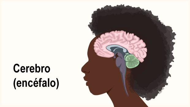 Cerebro (encefalo)