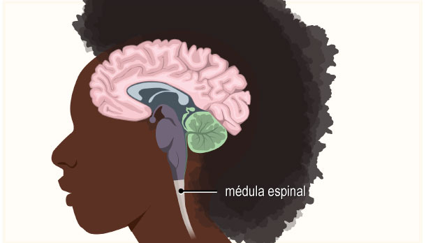 Esta parte del sistema nervioso central se encuentra en el interior y a lo largo de la columna vertebral. Conecta el cerebro con los nervios que llegan al resto del cuerpo.