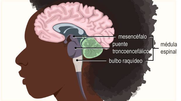 Esta parte del tronco encefálico está ubicada justo por encima de la médula espinal. Regula funciones vitales, como el latido del corazón y la respiración.