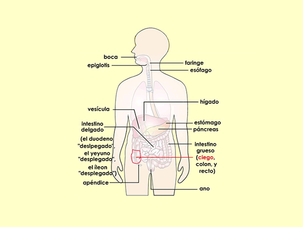 El ciego es la porción inicial del intestino grueso y tiene forma de saco.