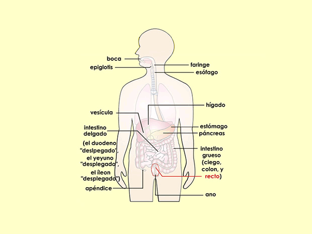 El recto es el tramo final del intestino grueso. Mide entre 6 y 8 pulgadas (15 y 20 centímetros). Allí se almacena la materia fecal (caca) hasta que sale del cuerpo.