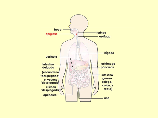 La epiglotis es una pequeña porción de tejido que cubre la abertura de la laringe.