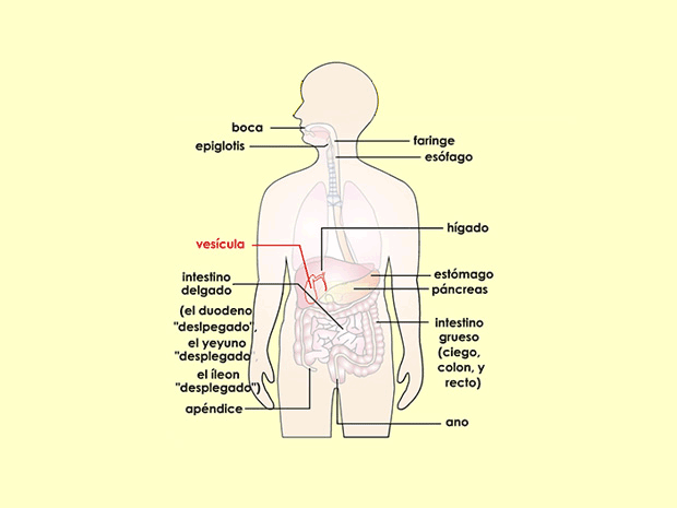 La vesícula es un pequeño saco que almacena bilis. La vesícula libera la bilis en el duodeno para ayudar a digerir las grasas de los alimentos que comemos.