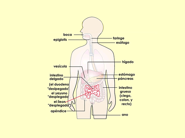 El íleon es la tercera y última sección del intestino delgado. También es la más larga porque mide entre 16 y 20 pies (5 a 6 metros).