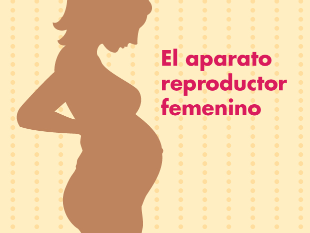 El aparato reproductor femenino