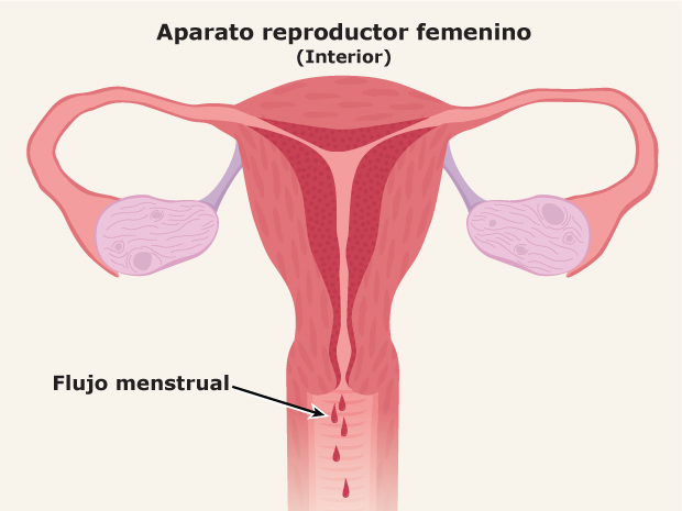 Este aparato es el encargado de iniciar la menstruación de las niñas.