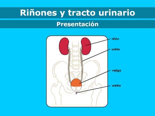 Los riñones hacen muchas cosas, pero su trabajo más importante es eliminar los desechos de la sangre y fabricar la orina (pis). El tracto urinario transporta estos desechos hacia fuera del cuerpo cuando una persona hace pis.Haz clic para recorrer esta presentación y obtener más información acerca de los riñones y el tracto urinario.