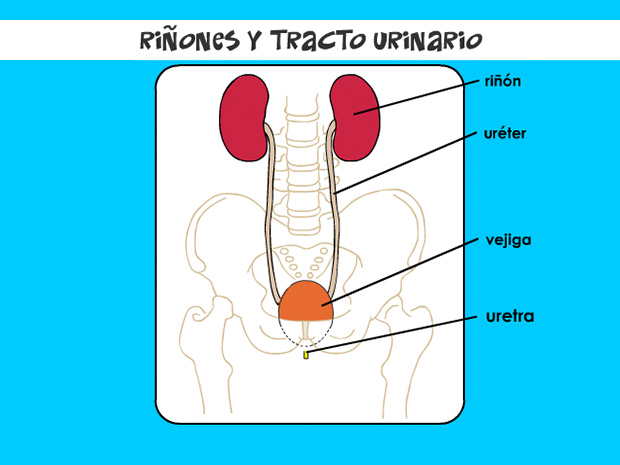 Esta estructura tubular única permite que la orina proveniente de la vejiga salga del cuerpo.