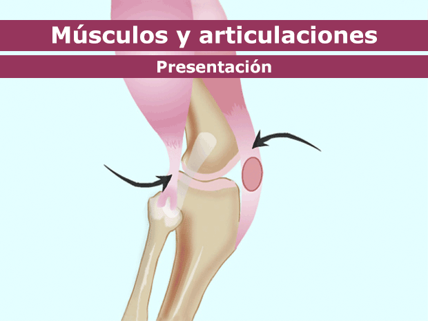 El cuerpo humano tiene más de 600 músculos. Hacen de todo: desde bombear sangre por todo el cuerpo hasta ayudarnos a levantar cosas pesadas.

Haz clic para recorrer esta presentación y obtener más información acerca de los músculos y las articulaciones.