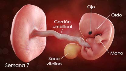 Las características faciales de su bebé comienzan a tomar forma durante esta semana. La boca, la nariz, los oídos y los ojos se definen aún más. El esbozo del brazo del bebé ahora tiene una mano en su extremo y se asemeja a un remo.