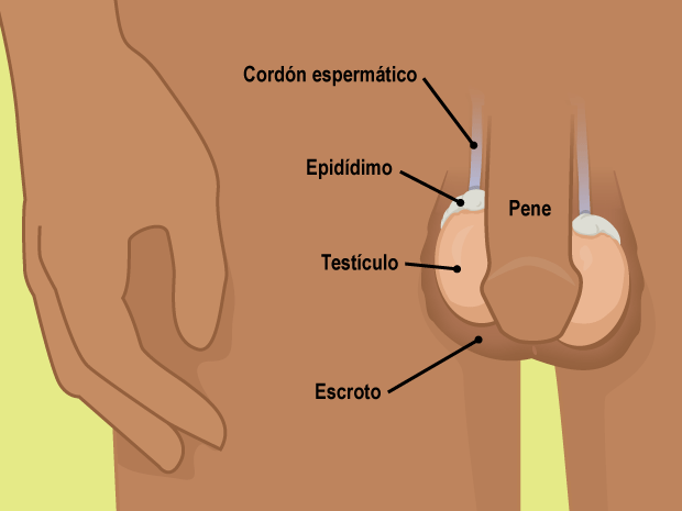 Elije un momento adecuado para hacer la exploración. Es mejor hacerla durante o justo después de un baño o de una ducha caliente.

El escroto (la piel que recubre los testículos) está más relajada en ese momento, lo que facilita la detección de bultos en los testículos.

Los bultos pueden ser tan pequeños como un granito de arroz o un guisante.