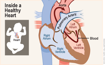 Two diagrams show the position of the heart in the body and a close-up, cross section of a healthy heart. Blood flows from the left atrium into the left ventricle and through a valve into the aorta. 