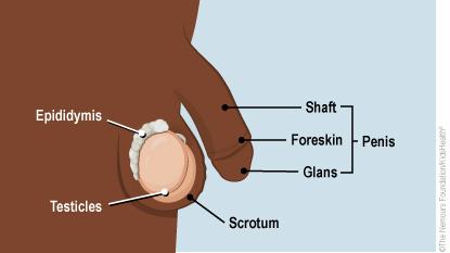 Side view of the outside parts of the male reproductive system.