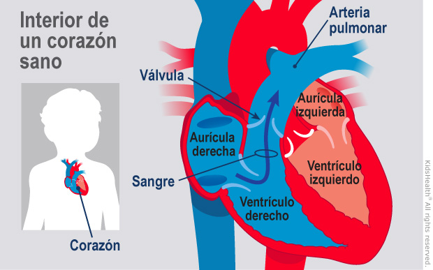 Illustration: Healthy Heart
